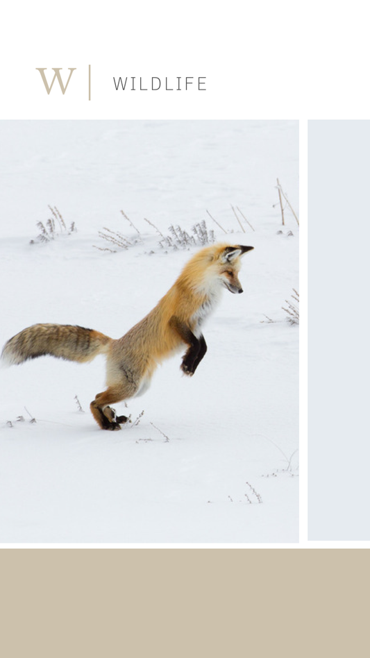 Wildlife